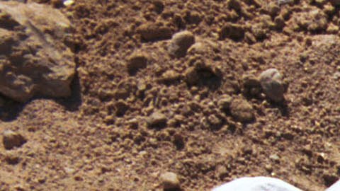 Mineros descubren esqueleto de mamut en Dakota del Norte.