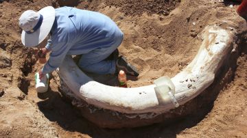 Mineros descubren esqueleto de mamut en Dakota del Norte.