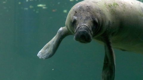 MEXICO-ENVIRONMENT-CONSERVATION-MANATEE