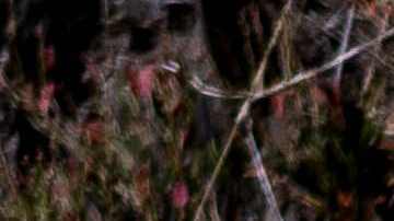 Accidente de caza en Carolina del Sur.