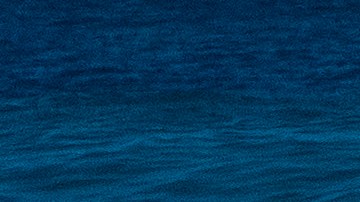 Surfista australiano de 15 años murió tras recibir brutal ataque de un tiburón blanco