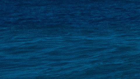 Surfista australiano de 15 años murió tras recibir brutal ataque de un tiburón blanco