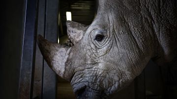Imagen de un rinoceronte blanco.