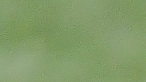 Wander Franco, pelotero de las Grandes Ligas.