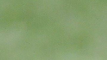 Wander Franco, pelotero de las Grandes Ligas.