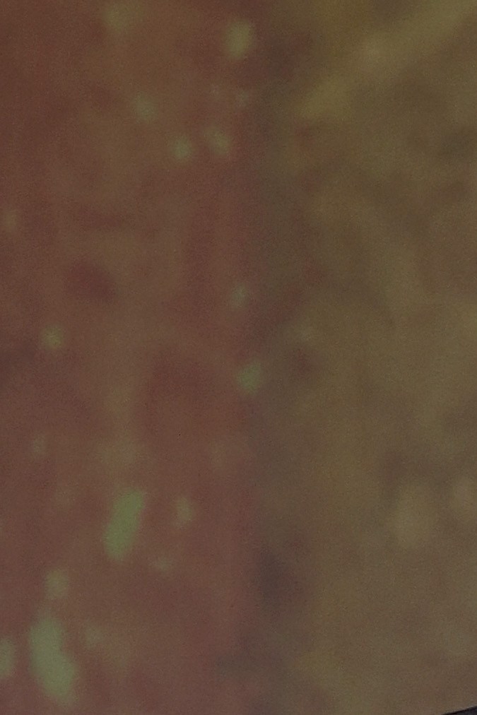 David O. Russell participando en un evento.