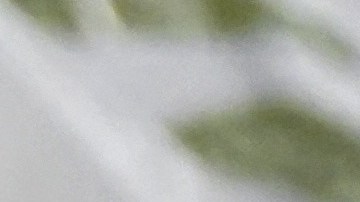 Asistencia alimentaria