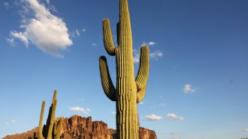La Millennium Camera grabará mil años en el desierto de Arizona.