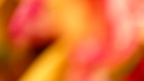 Aunque los tacos son altamente populares en EE.UU., no es el único platillo mexicano que ofrecen los restaurantes estilo mexicano.