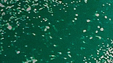 El jugador de Santos Laguna desea más presencia mexicana en Europa.