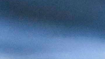 Descubren un pingüino casi completamente blanco.