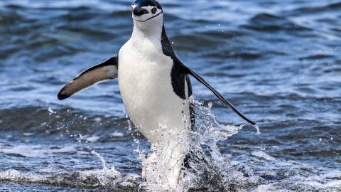 Descubren un pingüino casi completamente blanco.