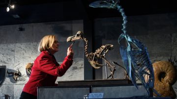 Esqueleto de un dodo, especie extinta que llama la atención de la biología de la resurrección.