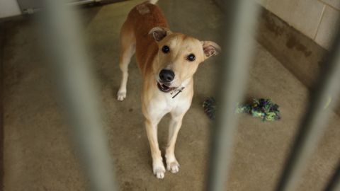 Animalistas están en una carrera para rescatar a los perros callejeros.