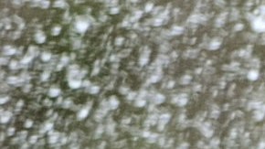 Primer informe mundial sobre la muerte de un oso polar por gripe aviar en Alaska.