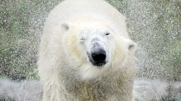 Primer informe mundial sobre la muerte de un oso polar por gripe aviar en Alaska.
