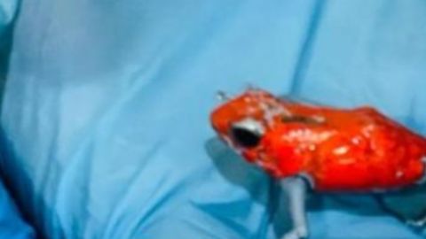 Ranas ranas dardo incautadas. SECRETARÍA