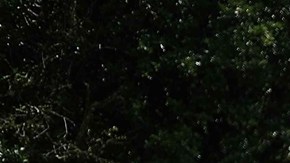 Accidente de autobús en Costa Rica dejó 20 migrantes heridos: cayó ocho metros por una pendiente