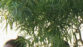 Decenas de migrantes que han empezado a caminar por la carretera son interceptados por autoridades para evitar su tránsito en México.