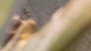 Frutas con alto niveles de azúcar