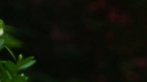 Alquiler departamento