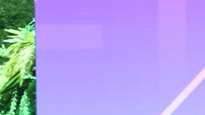 Los conductores de En Casa con Telemundo toman partido y ya tienen a sus favoritos de La Casa de los Famosos 4.