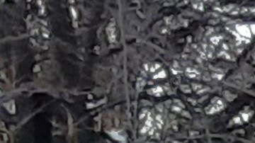 Escultura de nieve en el Central Park de NYC, 13 de febrero 2024.