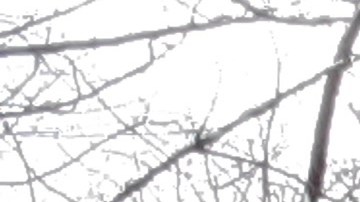 Nevada en Central Park de Nueva York, 17 de febrero 2024.