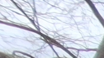 La activista boricua Devora Robles se acercó este miércoles al Concejo Municipal a exigir a sus líderes electos que presten atención al futuro de los adultos mayores de NYC.