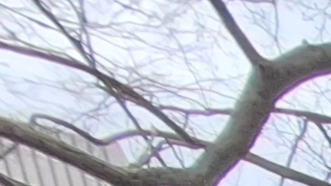 La activista boricua Devora Robles se acercó este miércoles al Concejo Municipal a exigir a sus líderes electos que presten atención al futuro de los adultos mayores de NYC.