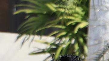 Adams afirma que el programa no solo ahorraría dinero a la ciudad, sino también ofrecería a las familias la posibilidad de adquirir alimentos frescos.