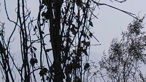 Suben a 99 los muertos en los devastadores incendios de Valparaíso