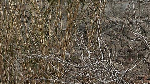 Peritos forenses trasladan un cuerpo localizado en una fosa clandestina el 16 de febrero de 2024, en Ciudad Juárez, estado de Chihuahua (México).