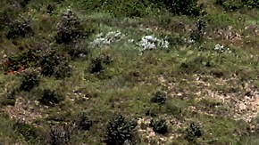 arroyo de Carolina del Norte