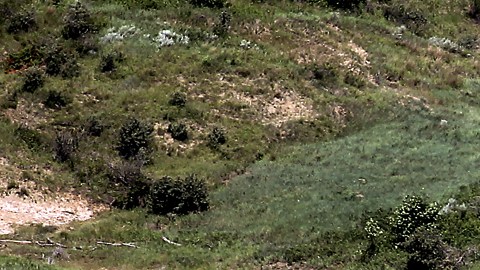arroyo de Carolina del Norte