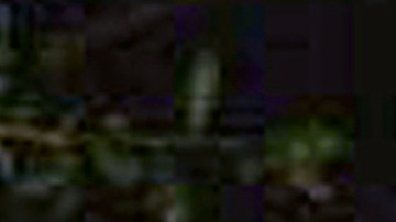 Imagen de un puma del National Park Service.