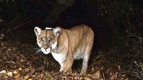 Imagen de un puma del National Park Service.