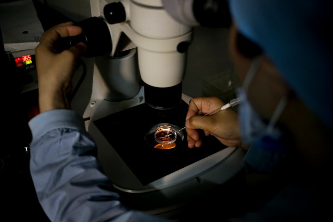 Personal médico recoge un óvulo en una placa de laboratorio durante un tratamiento de infertilidad mediante fertilización in vitro (FIV).