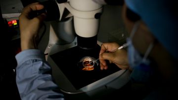 Personal médico recoge un óvulo en una placa de laboratorio durante un tratamiento de infertilidad mediante fertilización in vitro (FIV).
