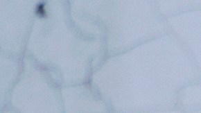 Más de 12,220 inmigrantes fueron arrestados cruzando irregularmente desde Canadá en 2023.