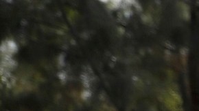 El gobierno de Florida se oponen al programa 'catch and release'.