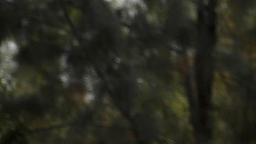 El gobierno de Florida se oponen al programa 'catch and release'.