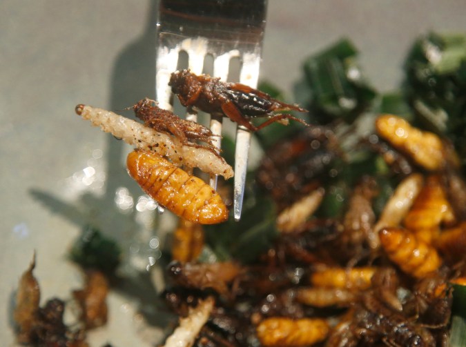 Lo que ves aquí es un gusano de bambú, un gusano de seda y grillos fritos que se muestran en un tenedor en el restaurante Insects in the Backyard, en Bangkok, Tailandia. (Foto AP/Sakchai Lalit)