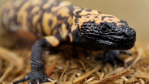 La mascota del hombre de Colorado era un monstruo de Gila.