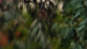 Sebastián Villaseñor