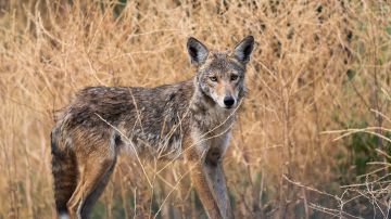 Se registran ataques de coyotes en Texas.