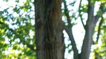 Los 'dreamers' corren peligro de perder protección migratoria.