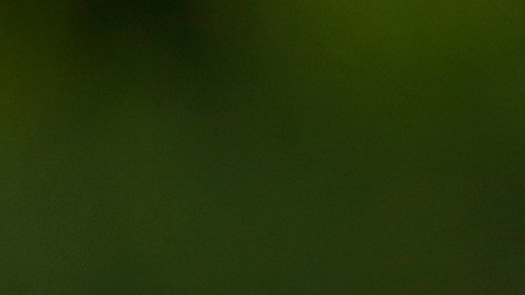 Tata Martino, entrenador del Inter Miami.