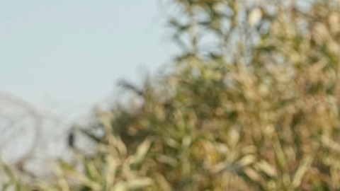 ¿Quiénes no podrían solicitar asilo en Estados Unidos si el Senado aprueba el acuerdo migratorio?