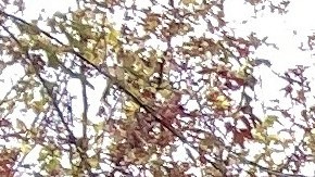 Policía Estatal de Vermont/Archivo.